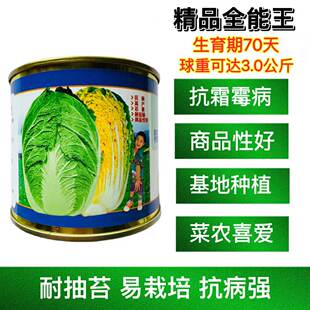 精品全能王黄心大白菜种子高产抗病优质大白菜种籽农家秋季播种孑