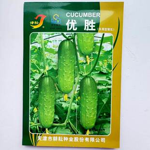 优胜水果黄瓜种子清香甜脆小黄瓜种子瓜码密油绿短棒水果黄瓜种子