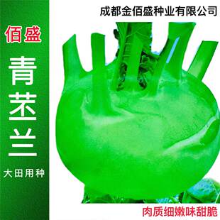 佰盛青苤兰种子鲜绿脆甜扁圆球苤蓝春秋季播芥蓝球茎大头菜苤蓝菜