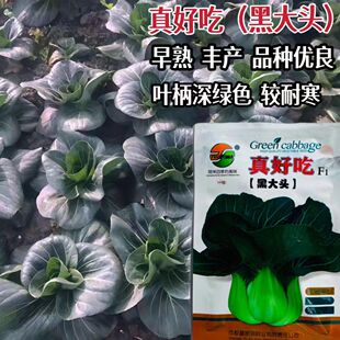 真好吃黑大头青梗菜种子早熟耐寒耐热耐抽苔黑叶青菜种籽春秋季播