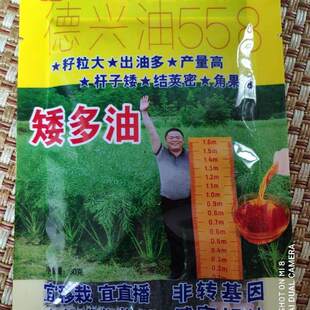 田丰农业矮多油籽粒大油菜种子德兴油558矮杆易机收大田油菜种籽