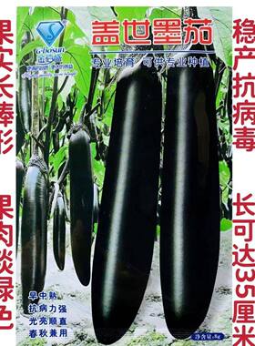 盖世墨茄种子早中熟抗病春秋茄种子早熟香糯烧皮薄紫黑色甜糯酥松
