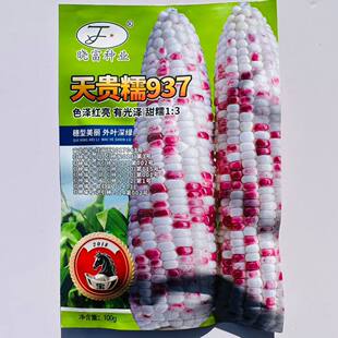 天贵糯937玉米种子大棒彩甜糯鲜食玉米种子鲜香甜糯高产玉米种籽