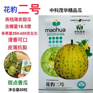 甜瓜种子花豹二号清甜中早熟高产抗病薄皮香甜爽脆多汁甜瓜种籽