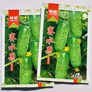 岭研强雌性水果黄瓜种子甜脆清香赛水果黄瓜短棒型黄瓜种籽春秋播