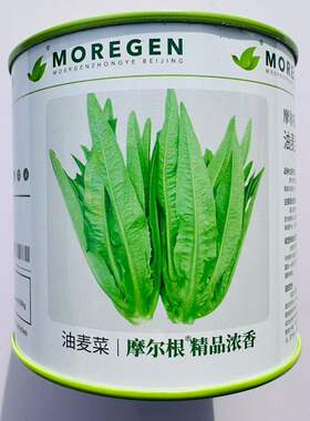 丸粒化油麦菜种子摩尔根浓香油麦菜籽宽叶耐热耐寒四季蔬菜种子籽