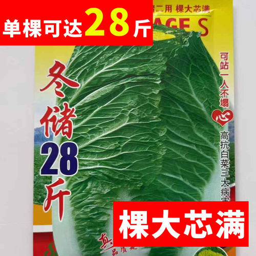 黄金65大白菜种子高产抗病耐热