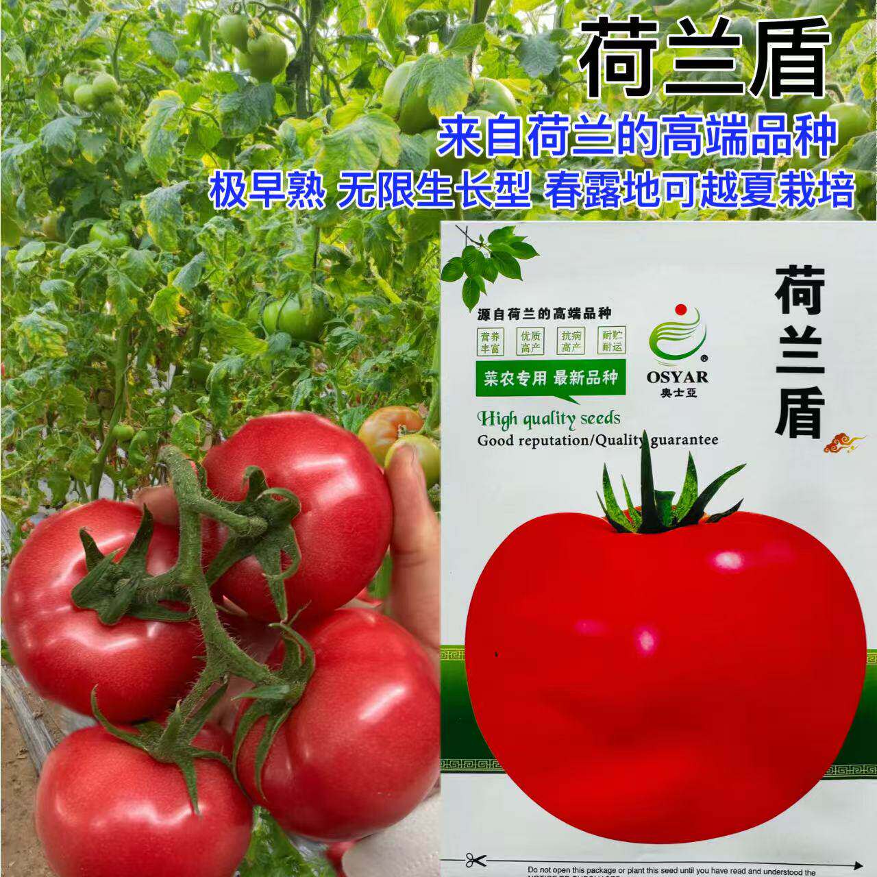 荷兰盾大粉红番茄种子杂交早熟硬果大棚耐裂抗病高产西红柿种籽