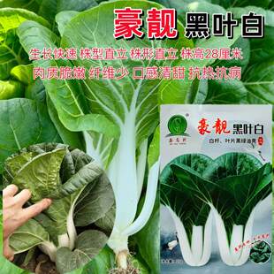 豪靓黑叶白青菜种子黑叶白梗小白菜种子口感清甜黑绿白杆青菜种子