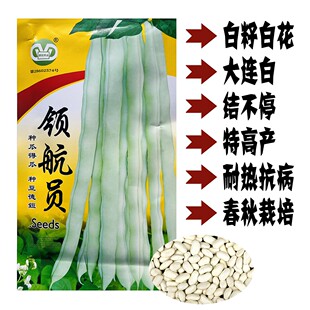 领航员架豆王种子九粒白芸豆角早熟四季豆种籽春季播高产蔬菜种籽