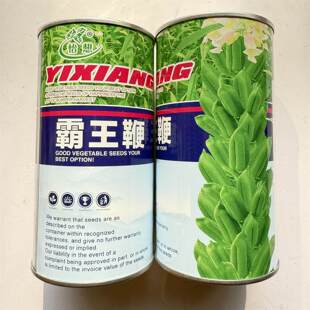 霸王鞭芝麻种子高产不到伏抗病强出油率高大田基地专用蔬菜种子籽