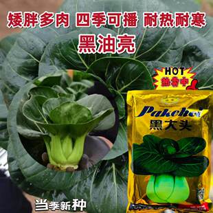 黑大头菜种子高产耐热抗病苏州青种子农家四季播阳台盆栽蔬菜种孑
