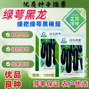 绿萼黑龙黑棒茄种子果实油黑发亮结果率高口感绵软高产抗病黑长茄