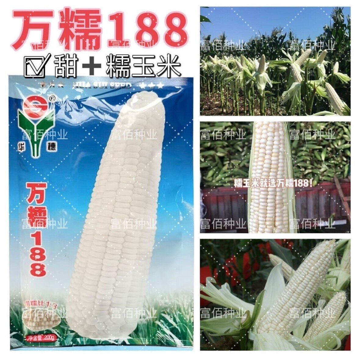 万糯188玉米种子 中熟白甜糯玉米种籽万甜糯2013不返生大田苞谷孑 - 实物图