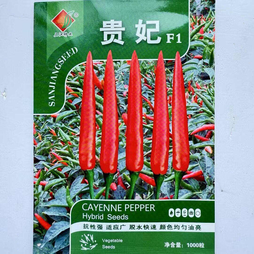 单生朝天椒种子贵妃辣椒杂交干鲜两用春秋蔬菜辣味浓生长强高产