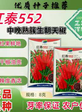 正品红泰552朝天椒种子簇生朝天椒种籽强辣型小米辣辣椒干鲜两用