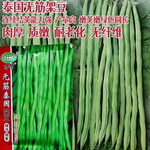 无筋泰国架豆王种子产量高早熟绿条圆长鲜荚无筋架豆种籽大田种孑