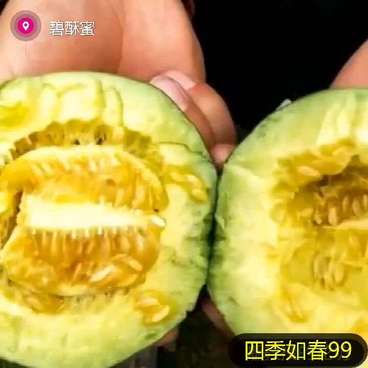 酥大田四季农家芝麻酥瓜籽香瓜夏季种子