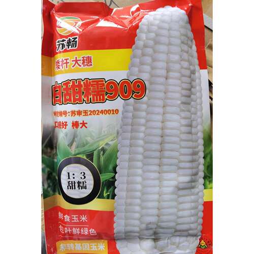 白甜糯909矮杆玉米种子高产抗病耐热耐寒农家菜园种植蔬菜种子籽