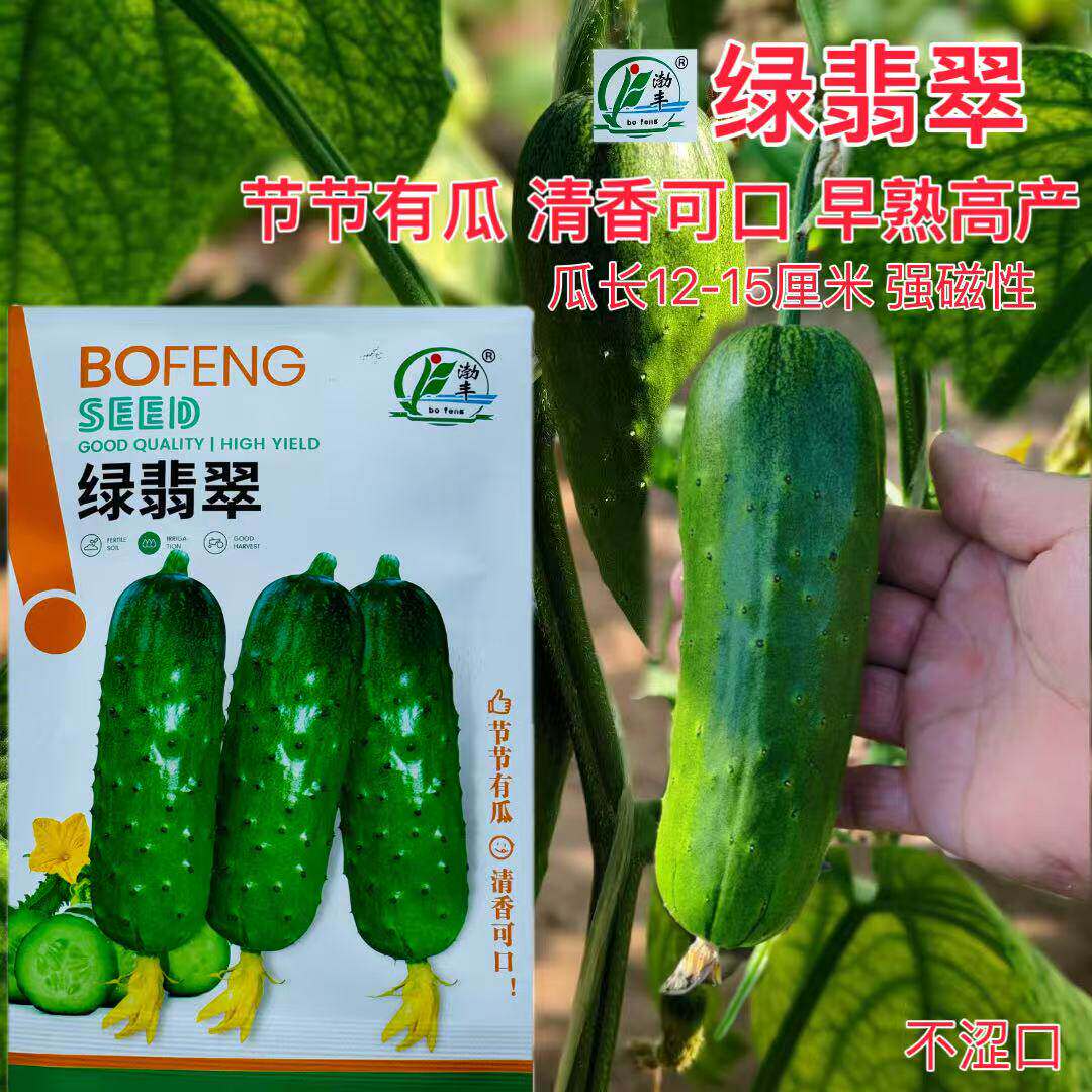 渤丰绿翡翠早熟黄瓜种子保护地春秋种植强雌高产抗病水果型黄瓜