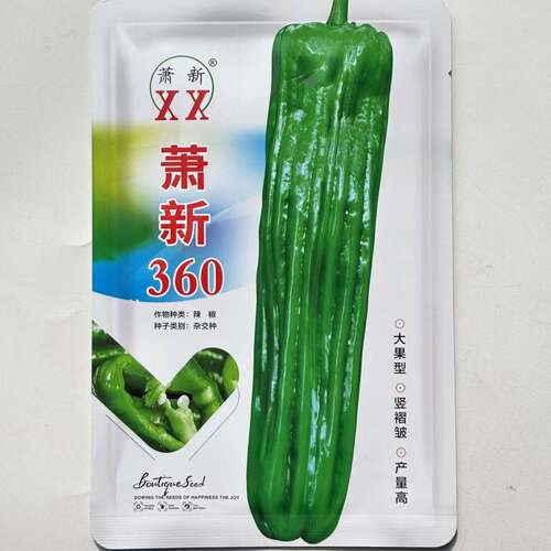 萧新360辣椒种子薄皮褶皱美观皮薄长灯笼椒口感清脆辣味浓春秋种