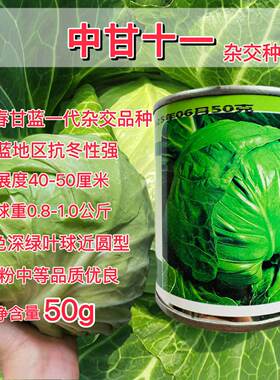 圆形耐热甘蓝种子改良中甘十一甘蓝高产抗病包菜卷心菜莲花白种籽