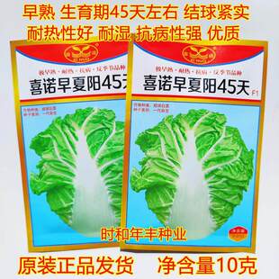 喜诺早夏阳45天大白菜种籽早熟耐热抗病反季节品种农家夏秋季播种