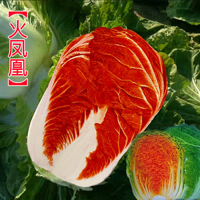 橘红心白菜籽蔬菜种籽大田春秋冬季耐寒青菜种孑火凤凰大白菜种子