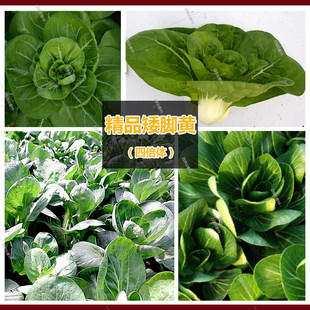 上海青四倍体青菜菜蔬菜种子黄矮脚小青种子青菜秋播鸡毛种籽苏州