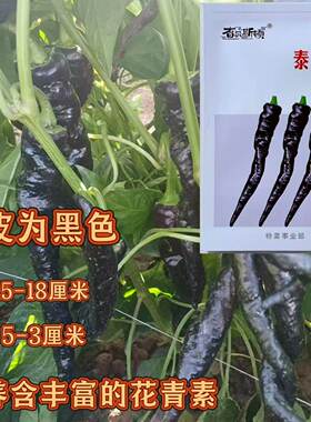 泰美精品辣椒种子黑色螺丝椒早熟长线椒特辣薄皮长尖椒籽干鲜两用