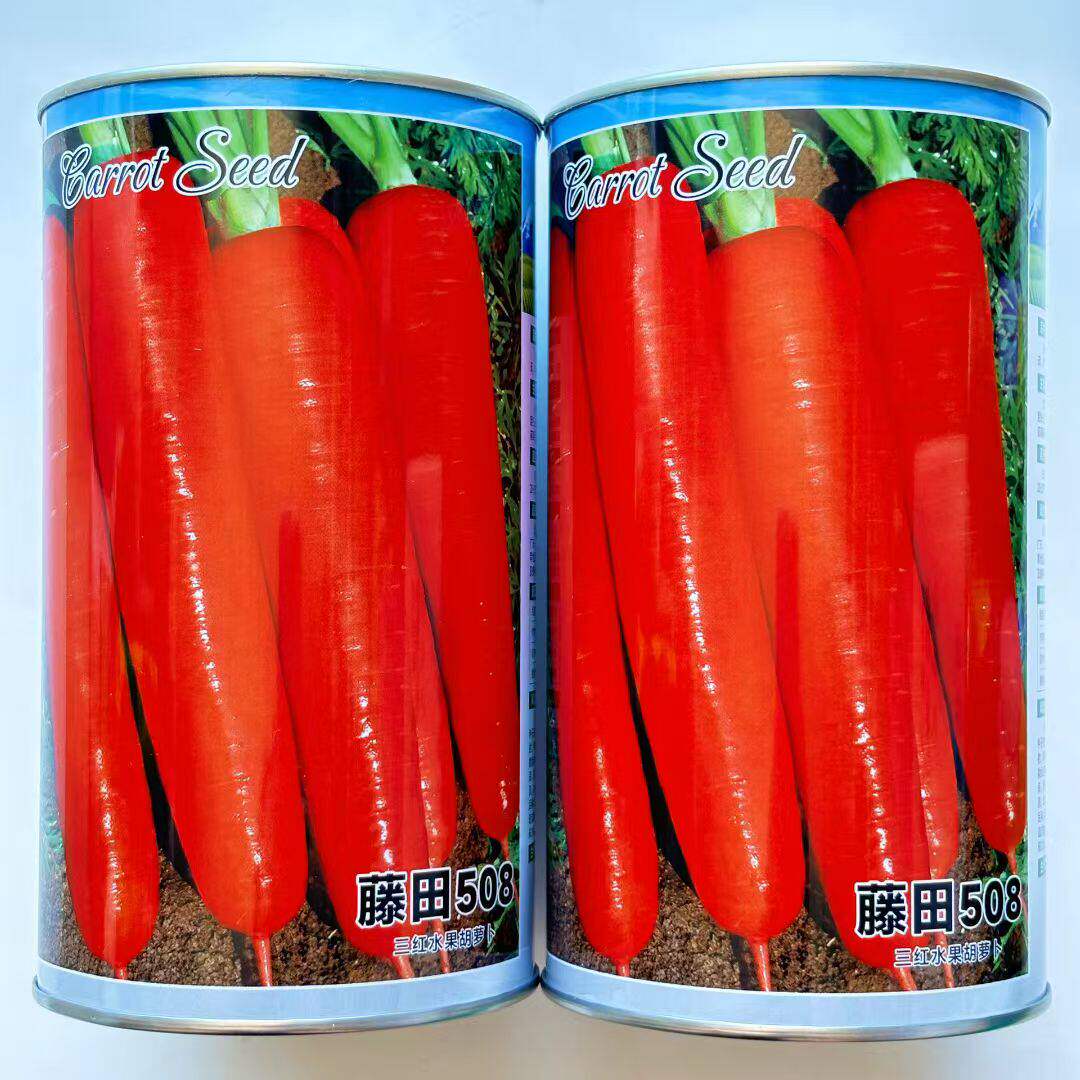 藤田508红胡萝卜种子甜脆高产夏季秋季易播农家胡萝卜籽蔬菜种子