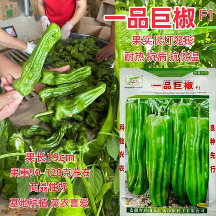 同乐一品巨椒种子春秋大田基地牛角椒种籽四季蔬菜种孑大果辣椒种