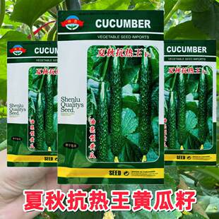 夏秋抗热王黄瓜种子高产强磁抗热黑油亮农家绿皮绿肉蔬菜黄瓜种子