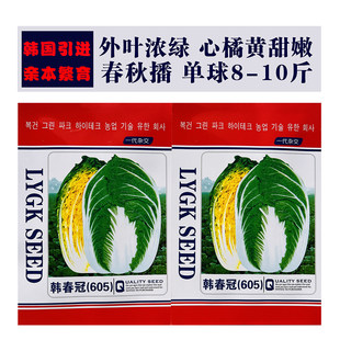 韩国引进韩春冠黄芯大白菜种籽冬储蔬菜种子白菜耐寒口感好大颗型