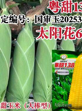 国审升级太阳花6号玉米种子粤甜138太阳花大棒甜玉米水果玉米早熟