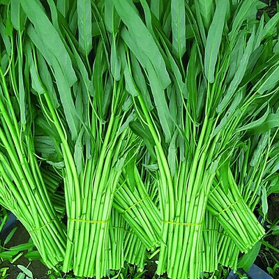 种孑子种籽阳台耐热青梗水生竹叶台湾盆栽空心菜散装蕹菜蔬菜
