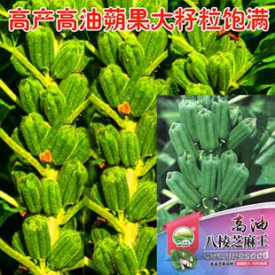 高油八棱芝麻王种子高产白芝麻芝麻种籽蒴果八棱芝麻抗病抗倒伏