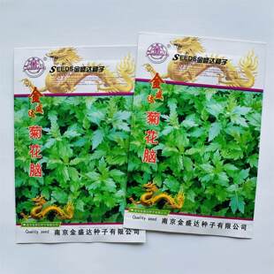 菊花脑种子菊花叶种籽春秋阳台盆栽多年生宿根多次采摘野菜蔬菜种