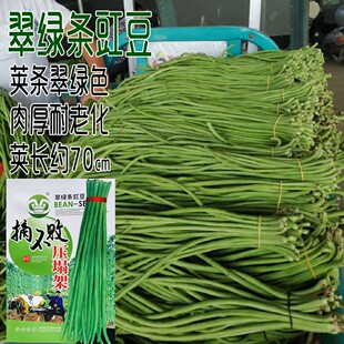 摘不败压塌架厚肉长豆角种子翠绿条早秋熟春秋播耐热高产豇豆种籽