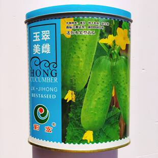 玉翠美雌短棒水果黄瓜种子孑雌性黄瓜种籽早熟高产露地四季种植