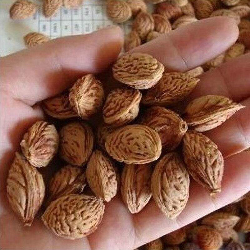 毛桃种子 毛桃核种子 桃树种子 大桃种子 山桃种子包发芽种子