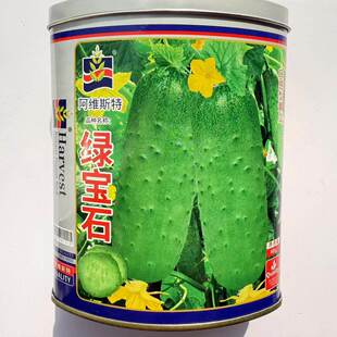 阿维斯绿宝石黄瓜种子口感型短棒水果黄瓜种子甜脆嫩庭院阳台蔬菜