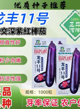 龙丰11号杂交紫红棒茄种子中早熟深紫发亮少籽肉嫩软糯香甜春秋播