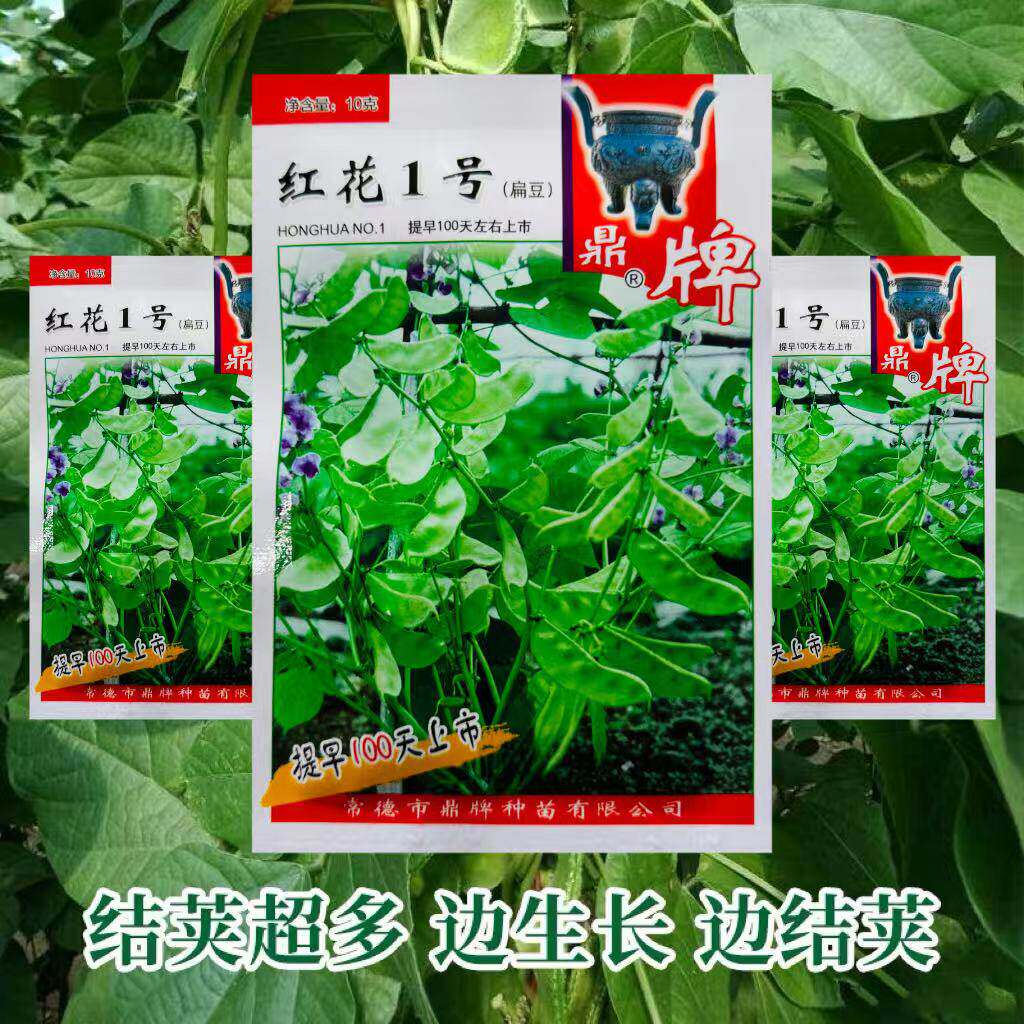 鼎牌红花1号扁豆种子极早熟高产开红花鲜荚绿白色纤维少豆角种籽