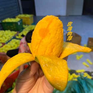 云南特产临沧永德新鲜水果甜芒果椰香芒鸡蛋芒果现摘整箱10斤正宗