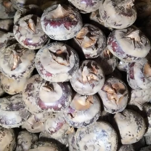 包邮新鲜现挖马蹄精选荸荠大果脆甜多汁爽口广西荔浦无渣水果蔬菜