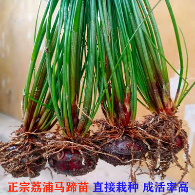 20颗广西荔浦马蹄种苗 精选荸荠种大面积种植 高产水果地梨组培苗