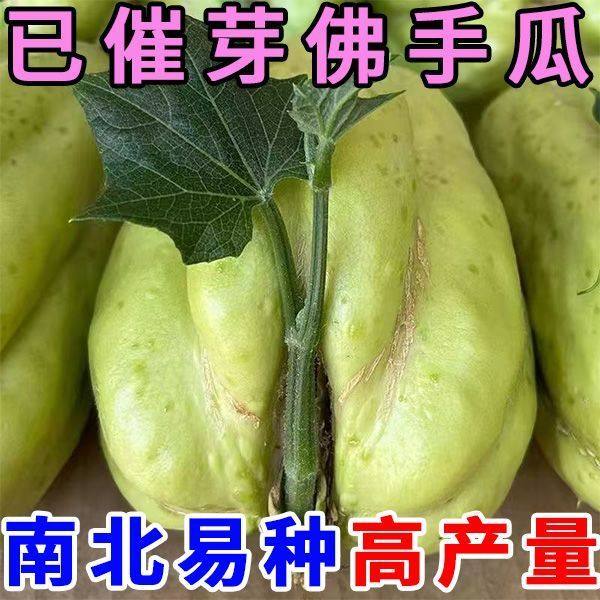 佛手瓜发芽老瓜丰收瓜洋瓜洋丝瓜窝瓜合手瓜土耳瓜爬藤瓜可食茎叶