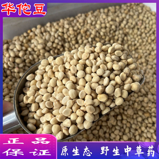 新货华佗豆500包邮铁打豆小偷豆正宗拐子豆贼老豆泡酒(可打粉)