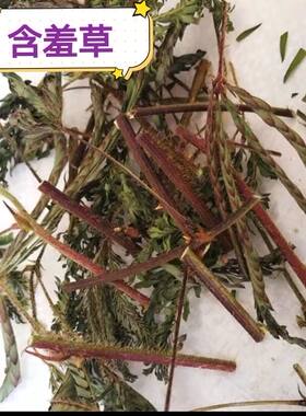 广西野生红骨茎含羞草500克